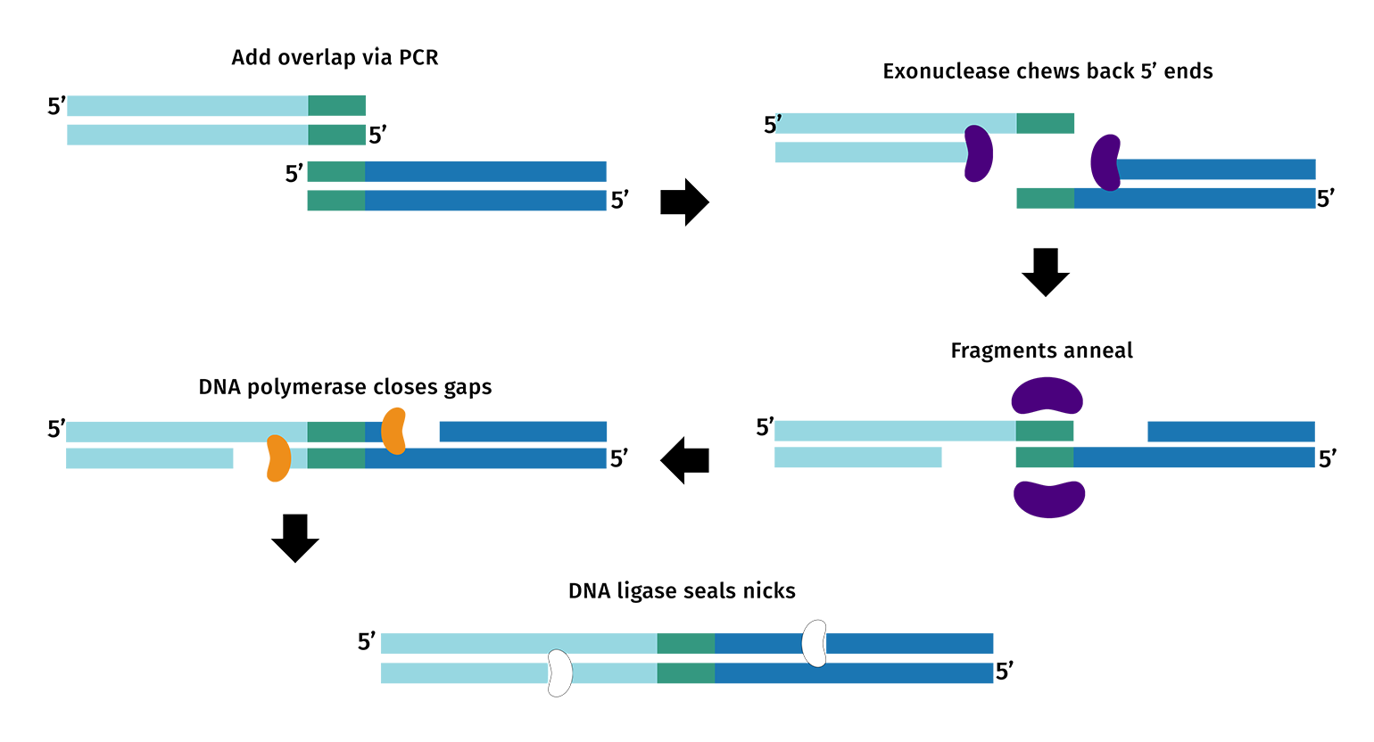 Schematic diagram of Gibson Assembly, showing the three-enzyme process used to assemble DNA fragments with overlapping ends.