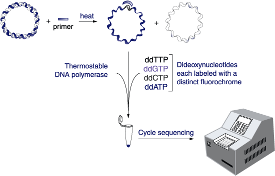 Diagram showing plasmid denaturation, primer binding, extension with ddNTPs, and detection by capillary electrophoresis.