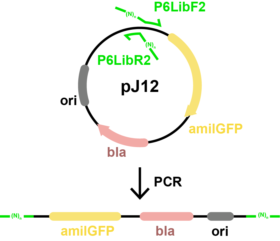 Schematic showing PCR of pJ12 plasmid. The circular plasmid pJ12 includes labeled features: amilGFP (yellow), bla (pink), and ori (gray). Two outward-facing primers (P6LibF2 and P6LibR2, shown in green) flank the promoter region and include randomized N bases. Below the plasmid is a linear depiction of the PCR product, showing the same three features in order with green ends representing the randomized promoter sequences.