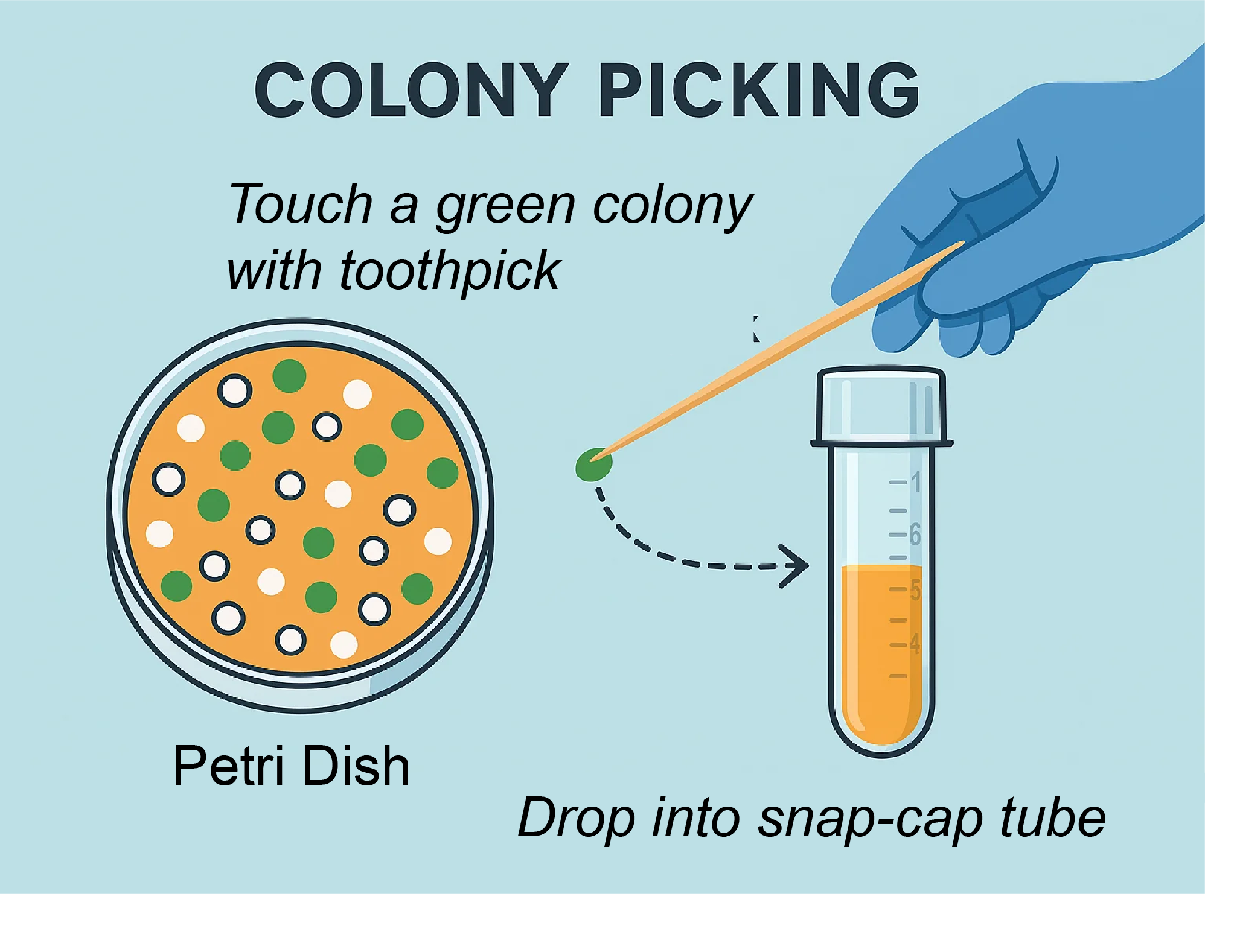 Cartoon showing colony picking with a sterile toothpick and inoculating into a labeled snap-cap tube.