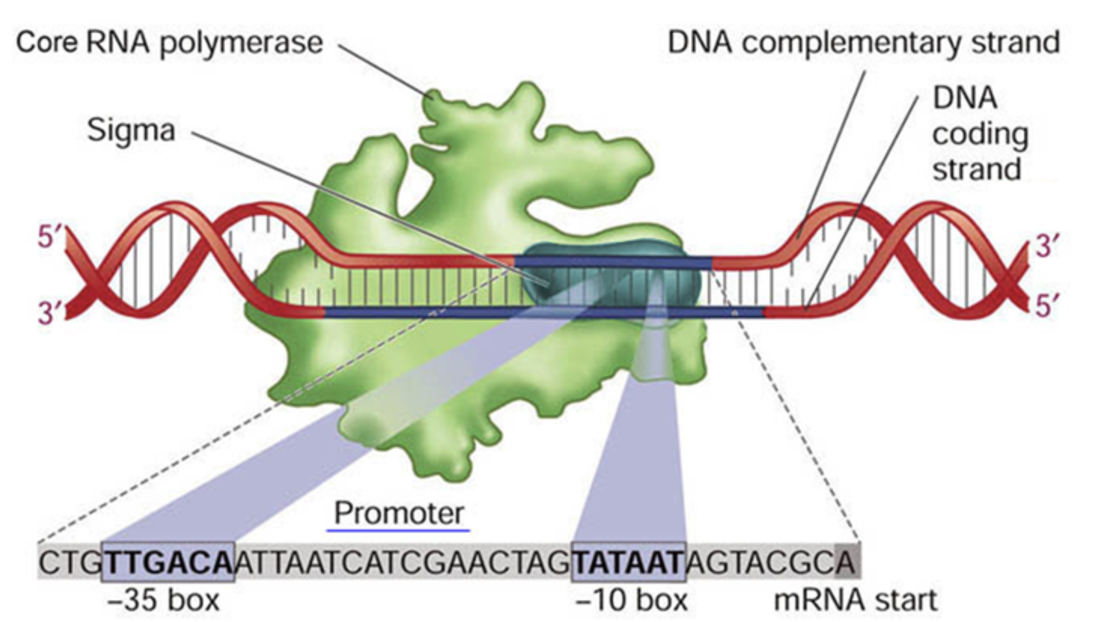 Diagram showing core RNA polymerase and sigma factor binding a consensus promoter, highlighting the -35 and -10 regions.