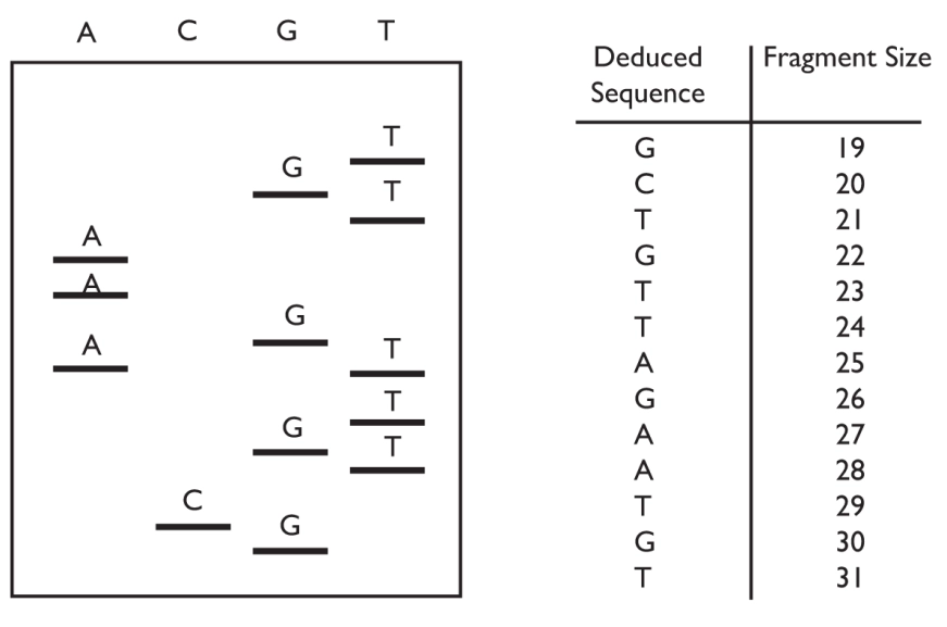Diagram of a polyacrylamide sequencing gel with bands in A, C, G, T lanes and the corresponding base calls listed beside the gel.