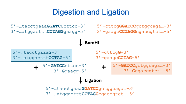 Digestion and Ligation Process