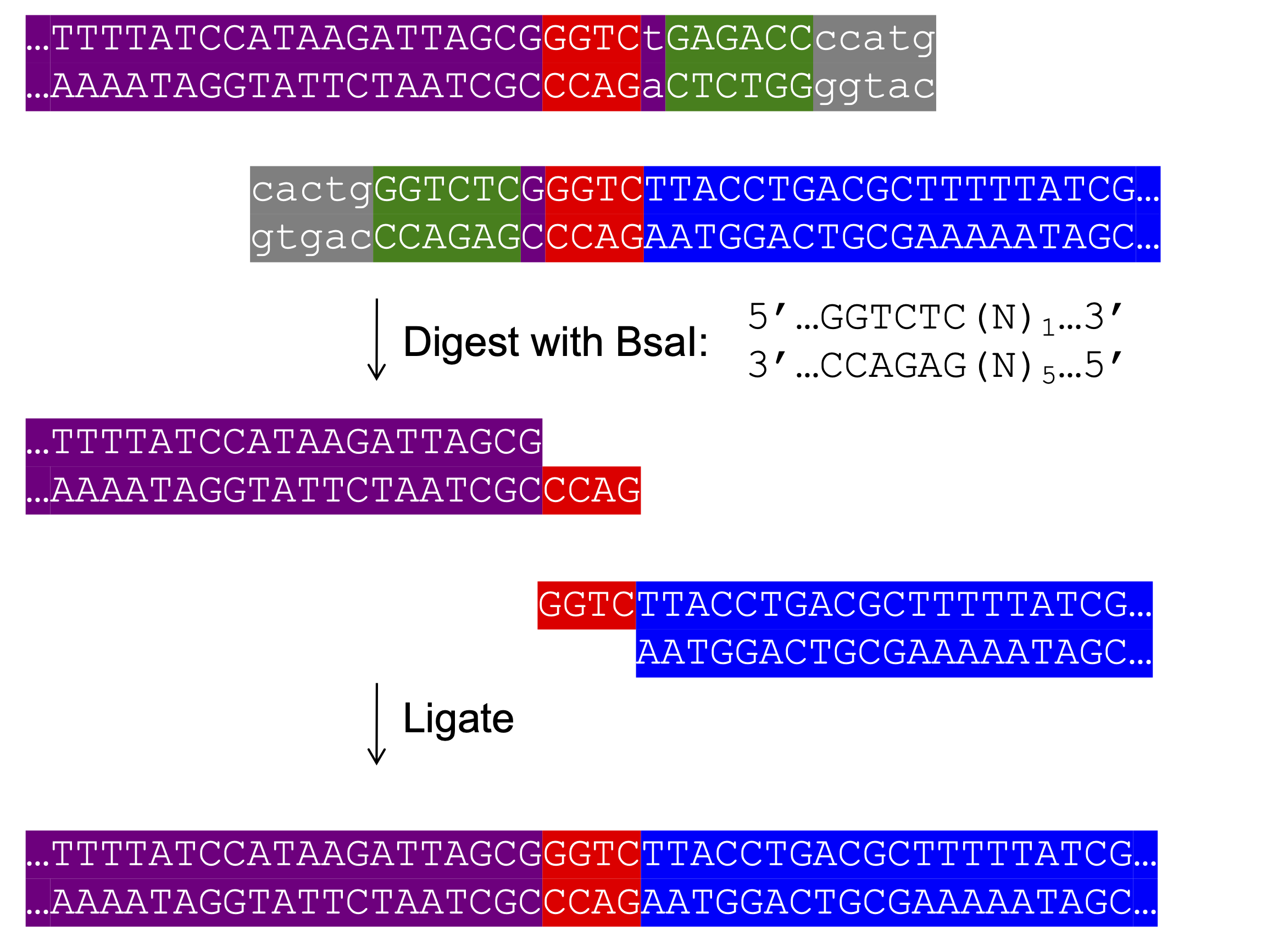 Diagram of Golden Gate Assembly showing a DNA fragment with BsaI recognition sites flanking the sequence. After digestion, the enzyme produces non-palindromic sticky ends which guide correct ligation orientation. Final product is a seamless joint between two DNA fragments.