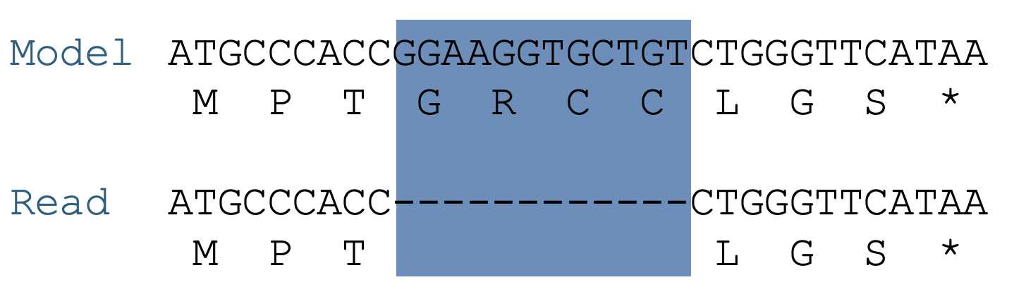 Alignment of model and read sequences showing a deletion. A 12 bp segment present in the model is missing from the read.