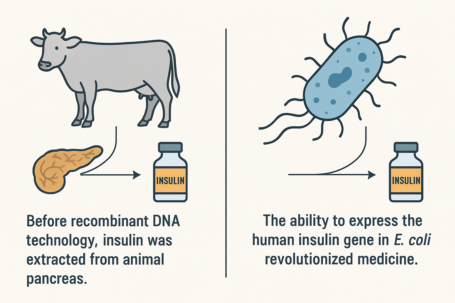 Evolution of insulin production: from cow pancreas to recombinant E. coli