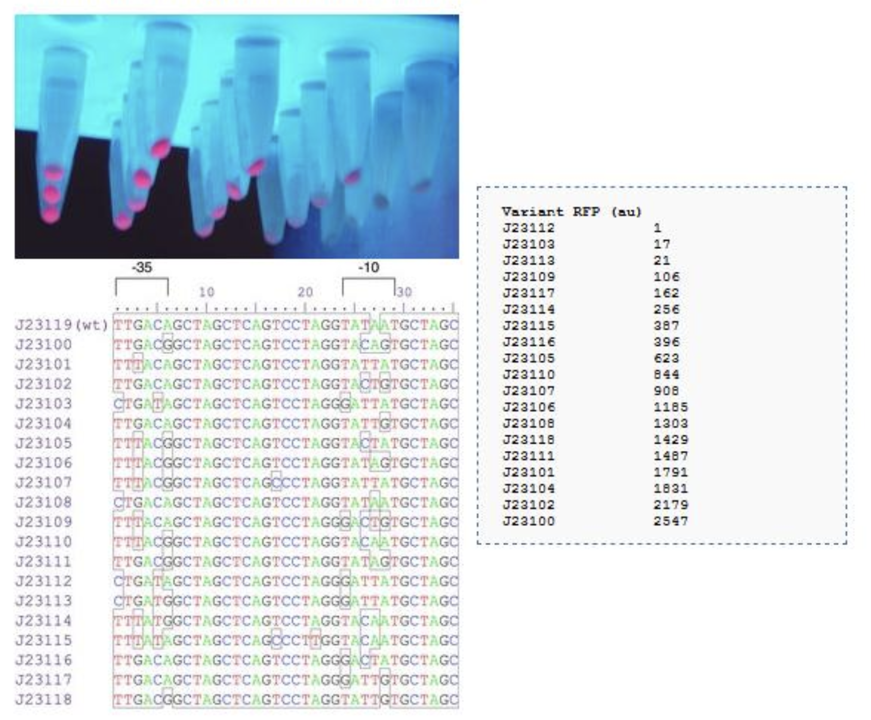 J23100 promoter variants showing fluorescence output, promoter sequences, and measured RFP levels for each variant.
