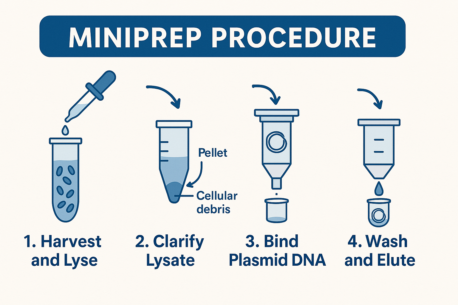 Illustrated summary of miniprep procedure showing steps from cell lysis to DNA elution. Step 1: Harvest and Lyse. Step 2: Clarify Lysate. Step 3: Bind Plasmid DNA. Step 4: Wash and Elute.