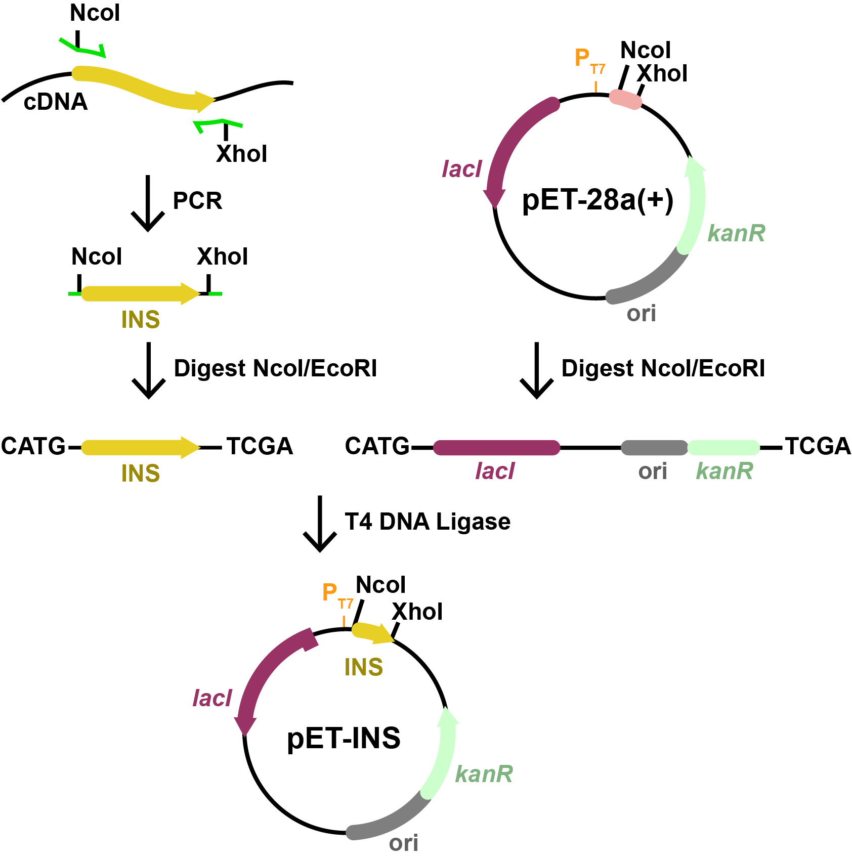 Diagram showing PCR of insulin cDNA, restriction digestion with NcoI and XhoI, and ligation of the PCR product into pET-28a(+) to create pET-INS