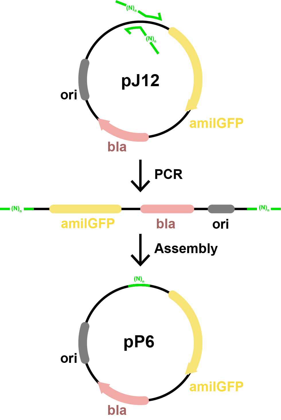 Diagram showing a three-step process for plasmid reassembly. Top: circular plasmid labeled pJ12 with ori (origin of replication), bla (antibiotic resistance), and amilGFP (fluorescent reporter) regions marked in gray, red, and yellow respectively. Green arrows indicate primers flanking the amilGFP region. Middle: linear PCR product with the same three regions, and green (N)n overhangs at each end. Bottom: reassembled circular plasmid labeled pP6 with the same features, showing successful Golden Gate Assembly.