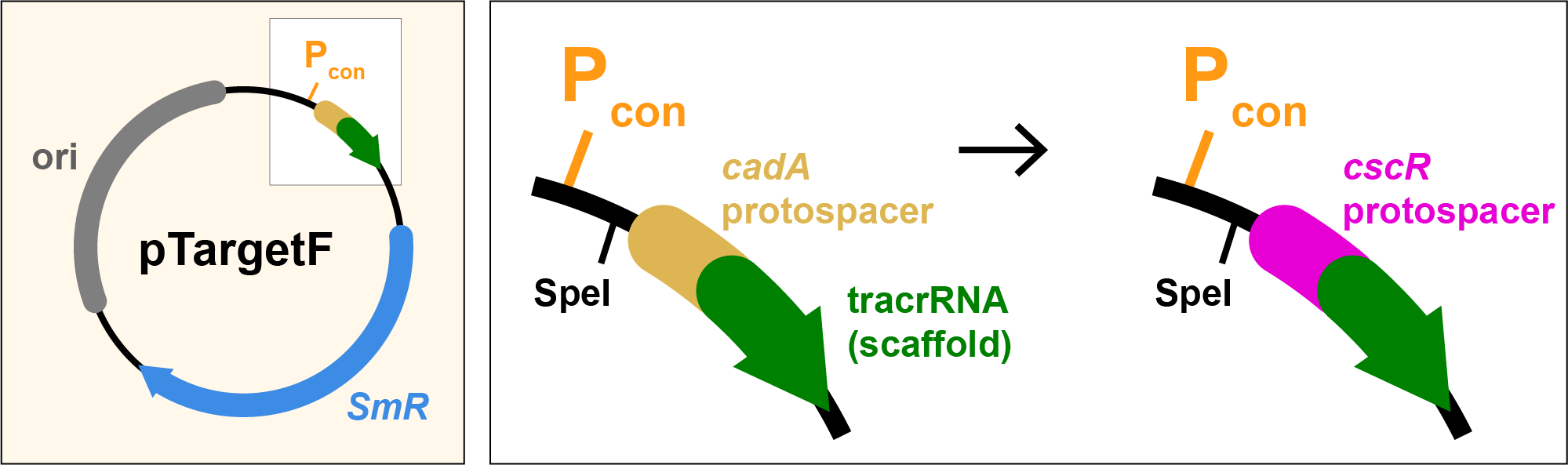 Zoomed schematic of the pTargetF plasmid showing a site-directed edit in the gRNA region: the cadA-targeting protospacer (orange) is swapped for a cscR-targeting protospacer (pink), adjacent to a constant tracrRNA scaffold (green), under control of the P_con promoter and flanked by a SpeI site.