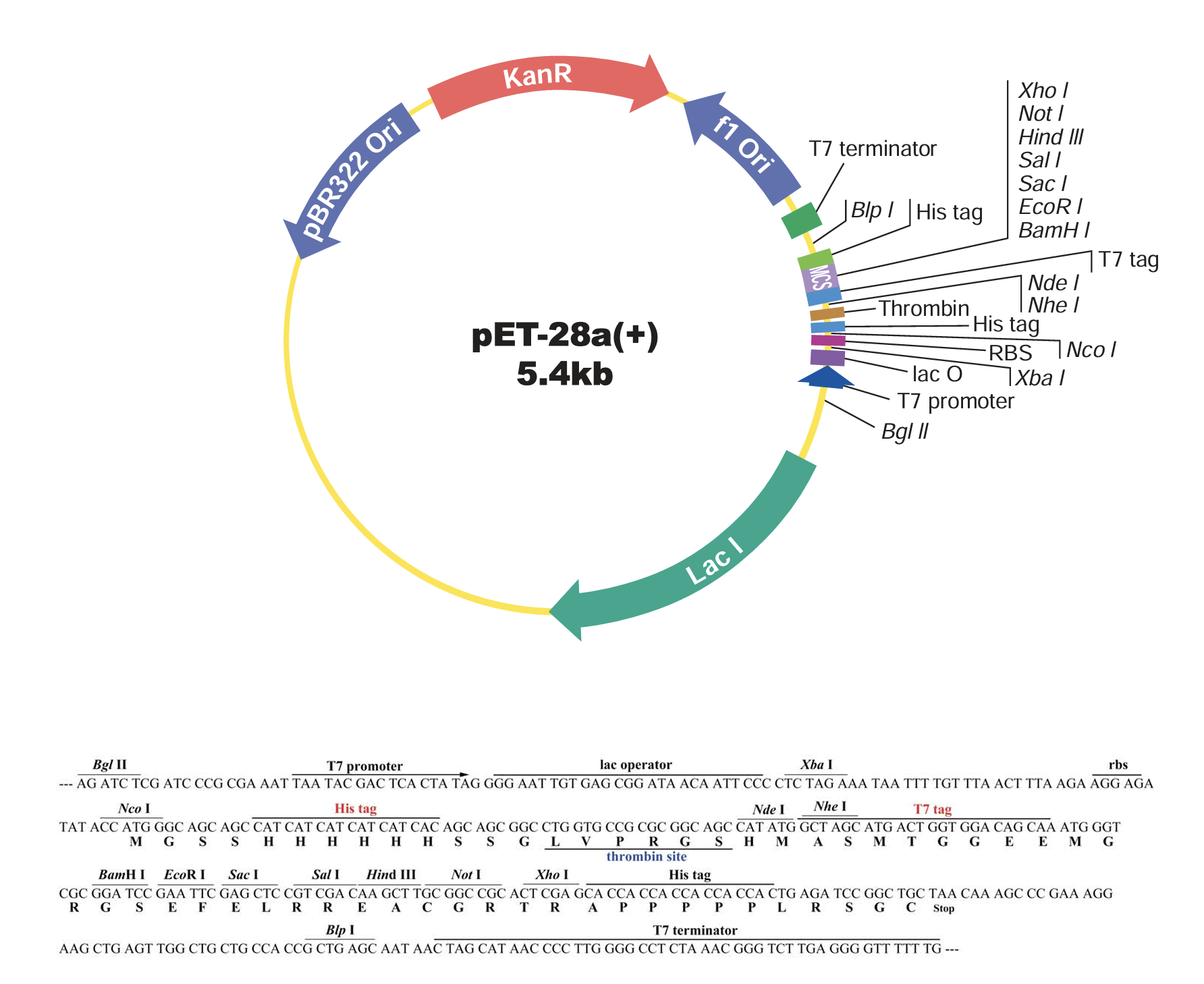 Annotated map of pET-28a(+) vector highlighting T7 promoter, NcoI and XhoI sites