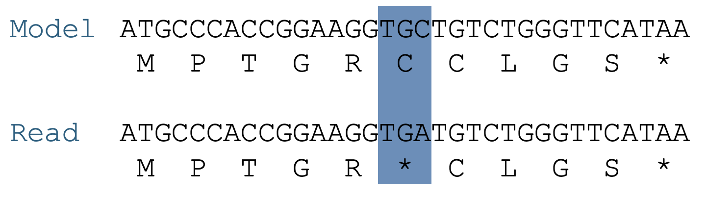 Alignment of model and read sequences showing a point mutation resulting in a stop codon. The codon TGC (Cys) in the model is mutated to TGA (Stop) in the read.