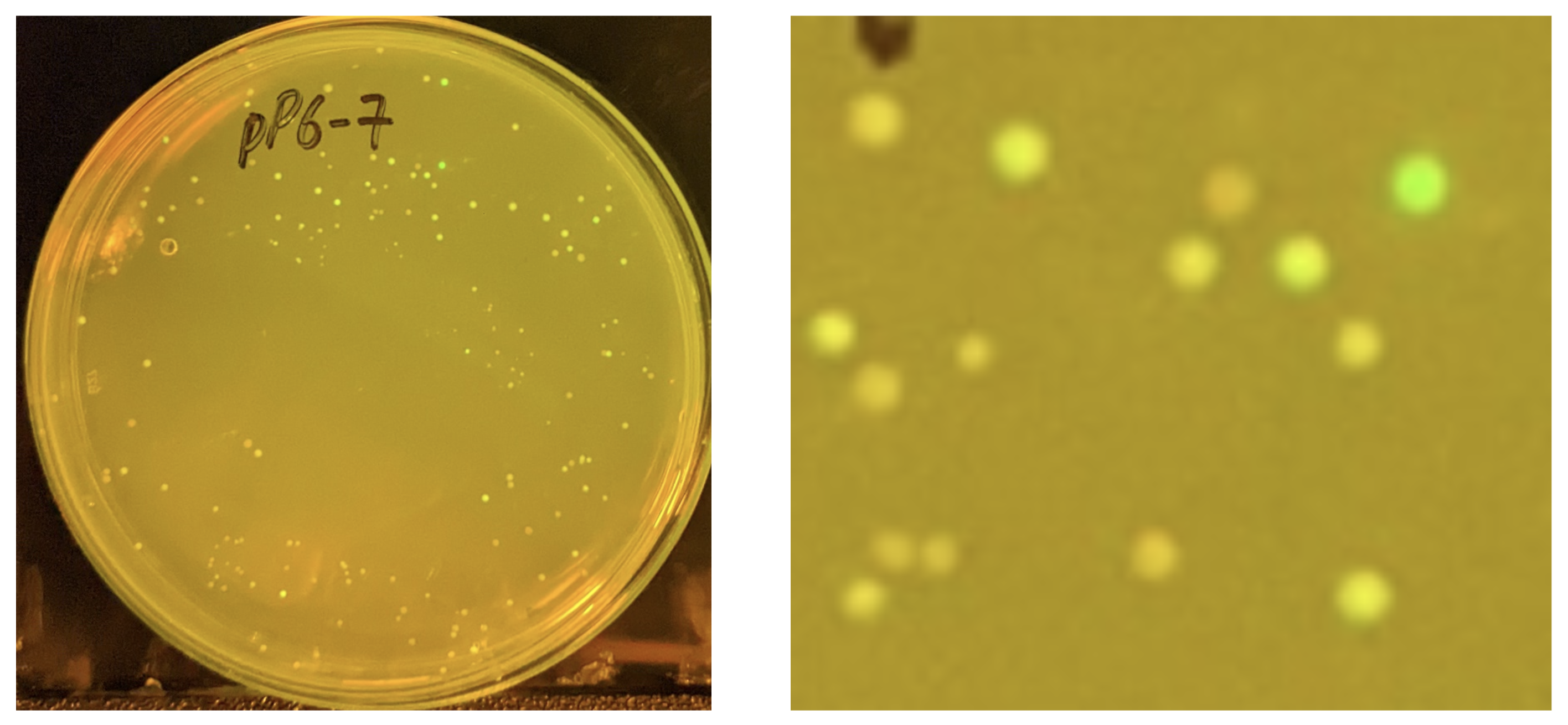 Fluorescent E. coli colonies on a pP6 transformation plate. Colonies show a range of green intensities under blue light, indicating different promoter strengths. A zoomed-in view shows a bright green colony surrounded by weaker, possibly satellite colonies.