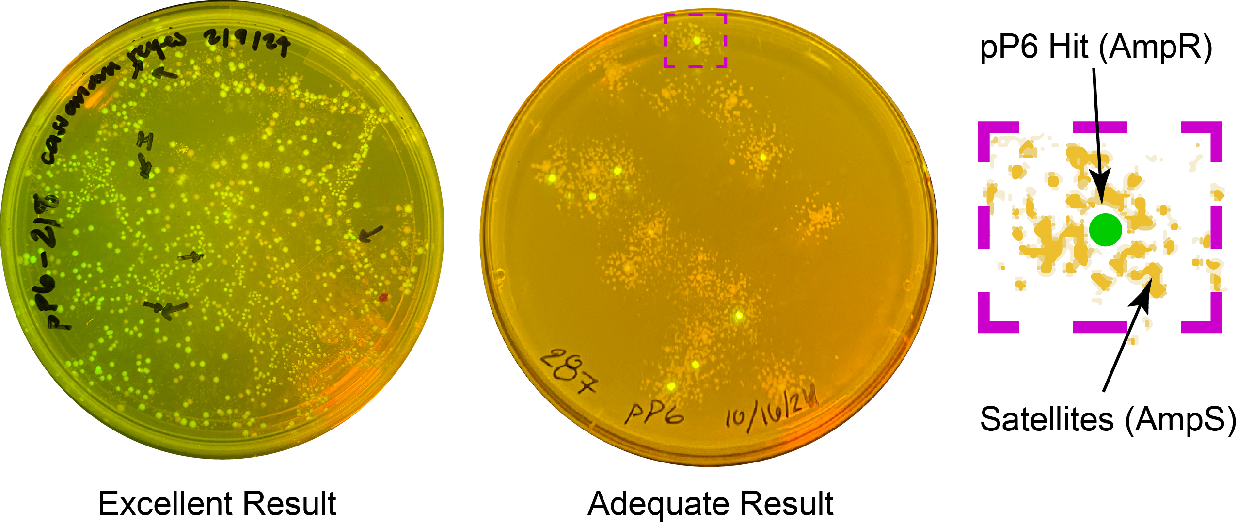 Two student plates after transformation. Left: a dense plate with a wide range of bright green colonies. Right: a sparser plate with only a few green colonies. A zoomed-in region highlights a green colony surrounded by smaller white colonies.