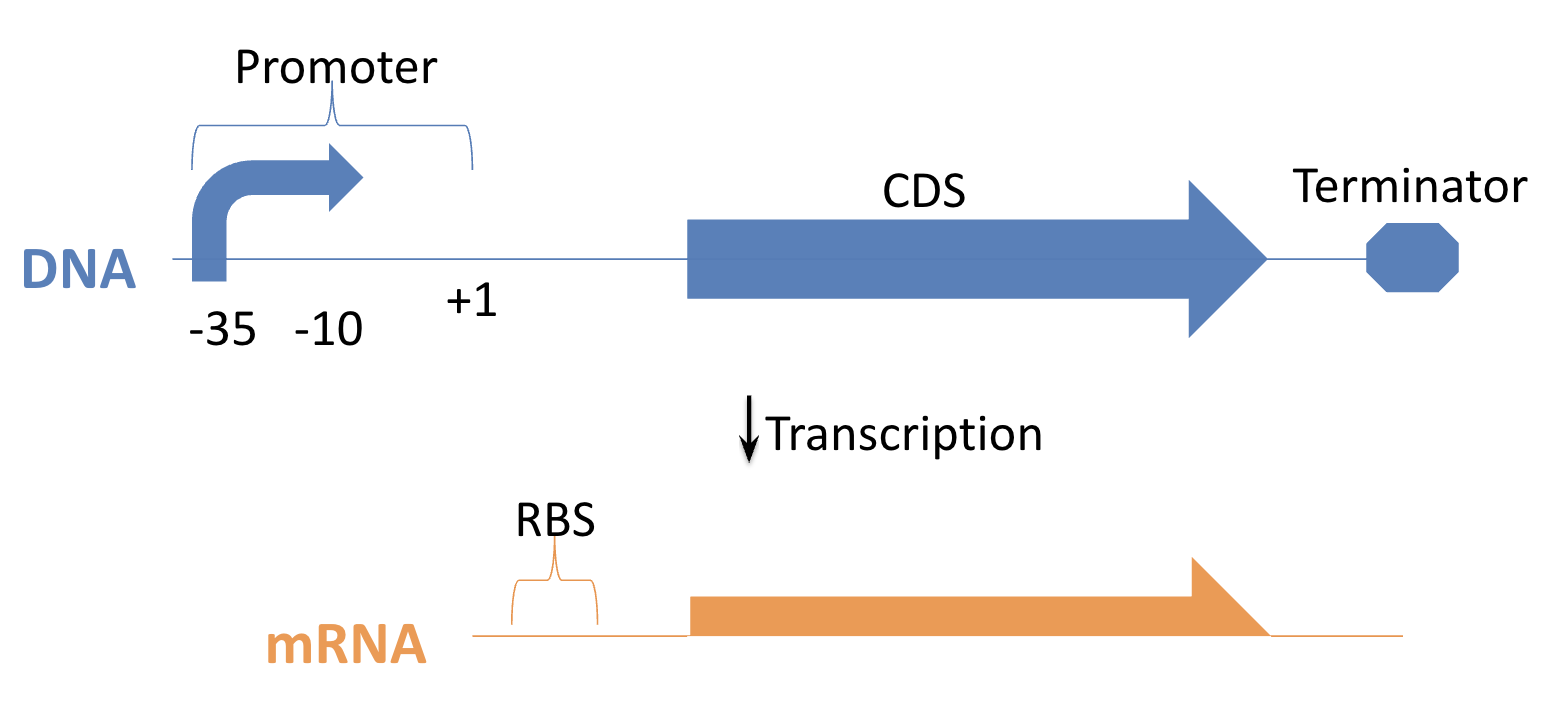 Diagram of transcription in E. coli, showing promoter, -35 and -10 boxes, +1 transcription start site, CDS, terminator, and resulting mRNA with RBS.