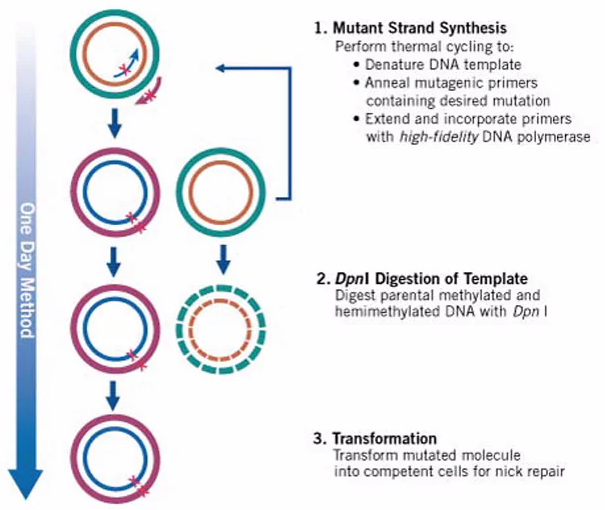 Cartoon diagram of QuickChange mutagenesis: primers anneal to the plasmid, mutated strands are extended, resulting in a nicked circular product that is repaired after transformation.