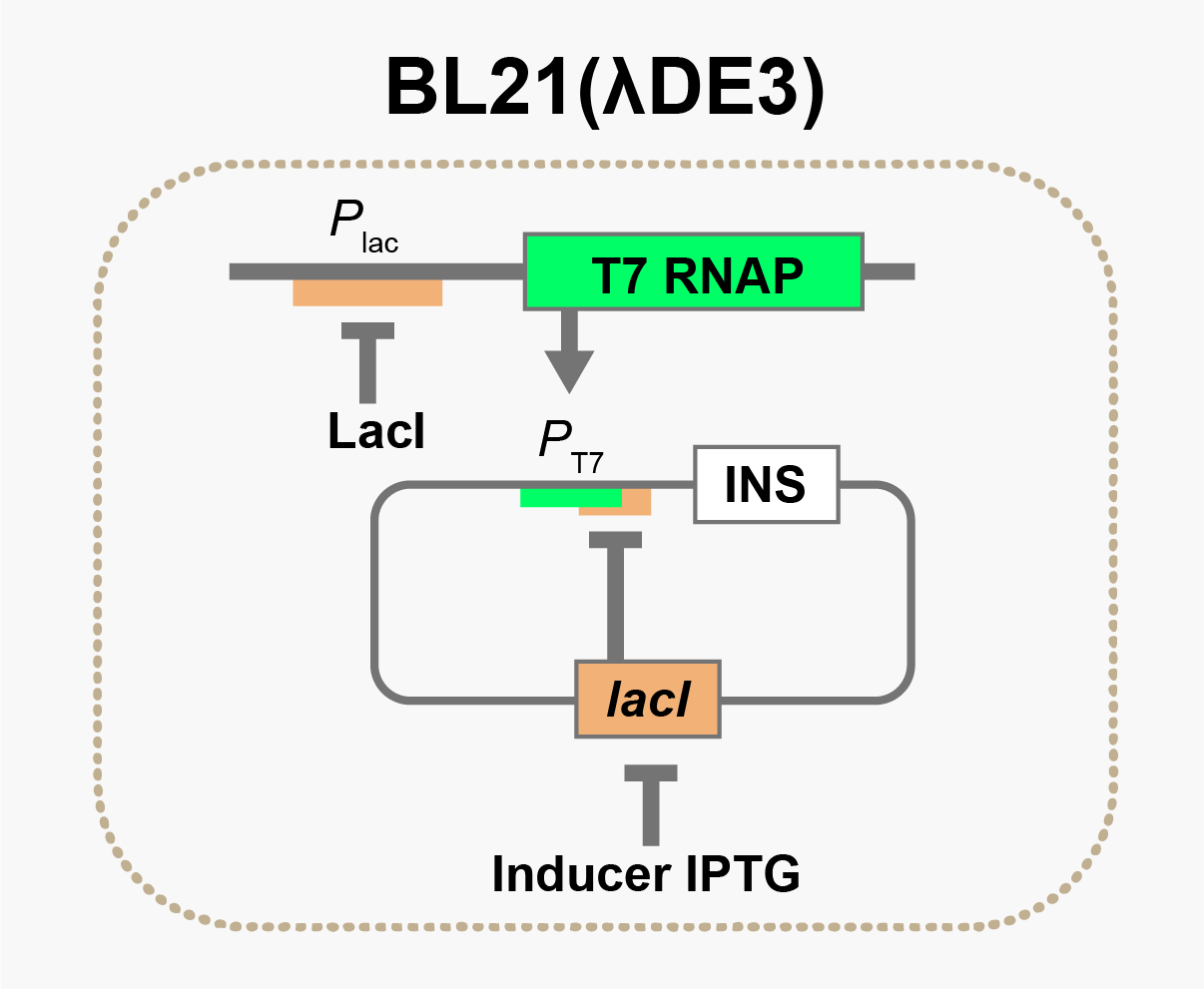 T7 expression system