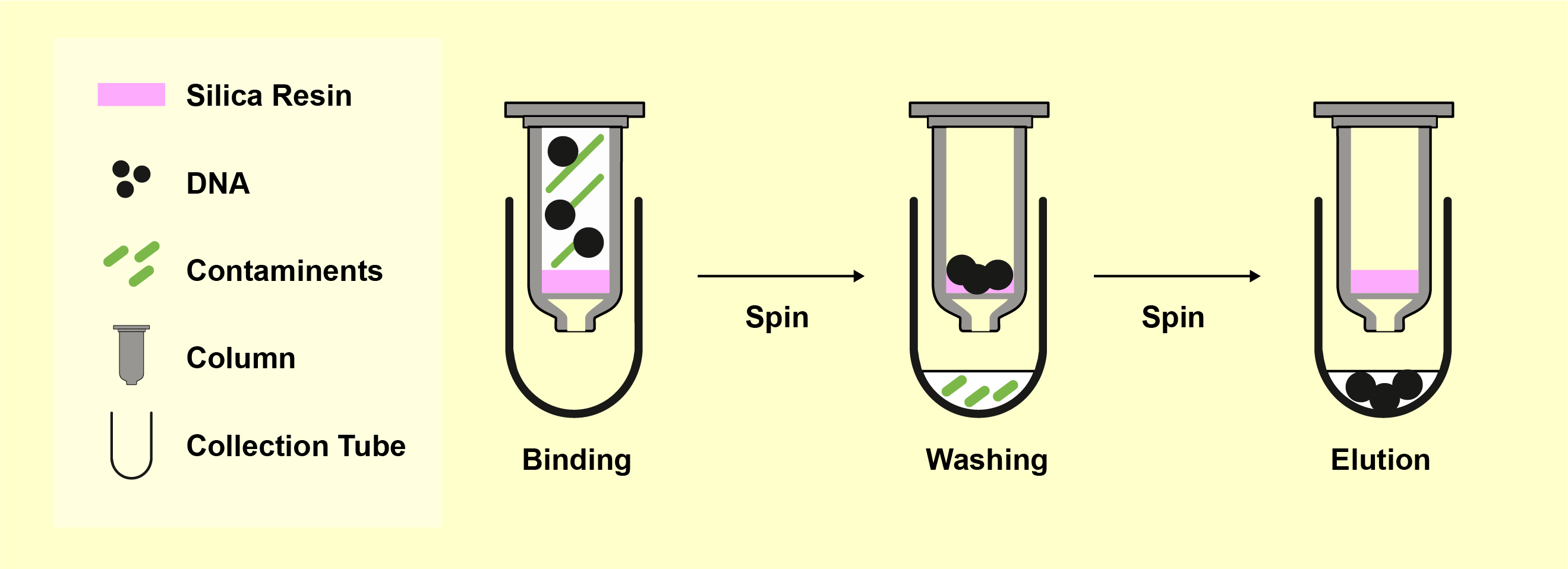 A schematic showing silica column DNA purification. In the binding step, DNA and contaminants are shown entering the column and contacting a pink silica resin. After spinning, contaminants are washed away and DNA remains bound. A second spin after ethanol wash further clears the column. In the final elution step, DNA is released from the resin into the collection tube. A legend shows icons representing silica resin (pink), DNA (black dots), contaminants (green bars), column, and collection tube.